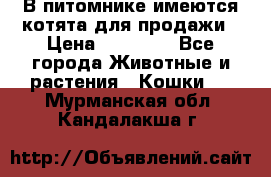 В питомнике имеются котята для продажи › Цена ­ 30 000 - Все города Животные и растения » Кошки   . Мурманская обл.,Кандалакша г.